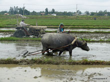 Tracteur et Buffle d'eau dans les rizières de Hoi An - Vietnam